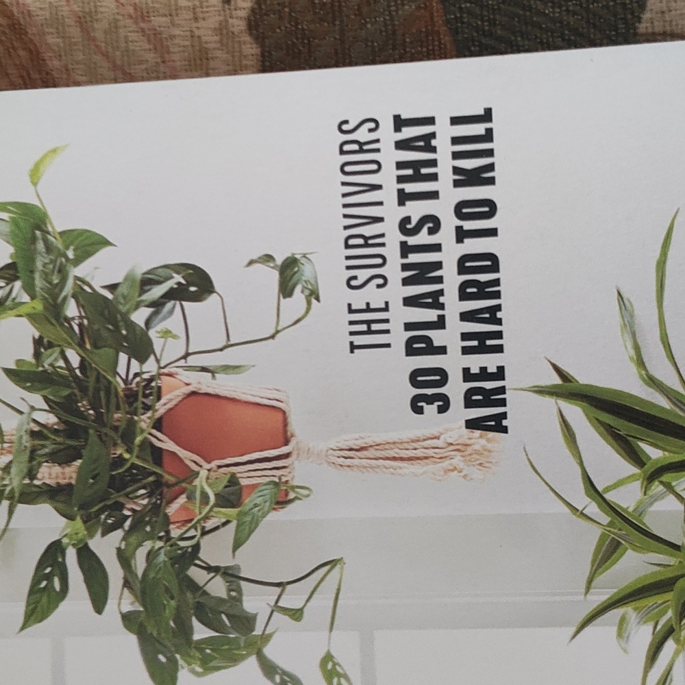 MAGAZINE: HOUSEPLANTS - Picture 3 of 15